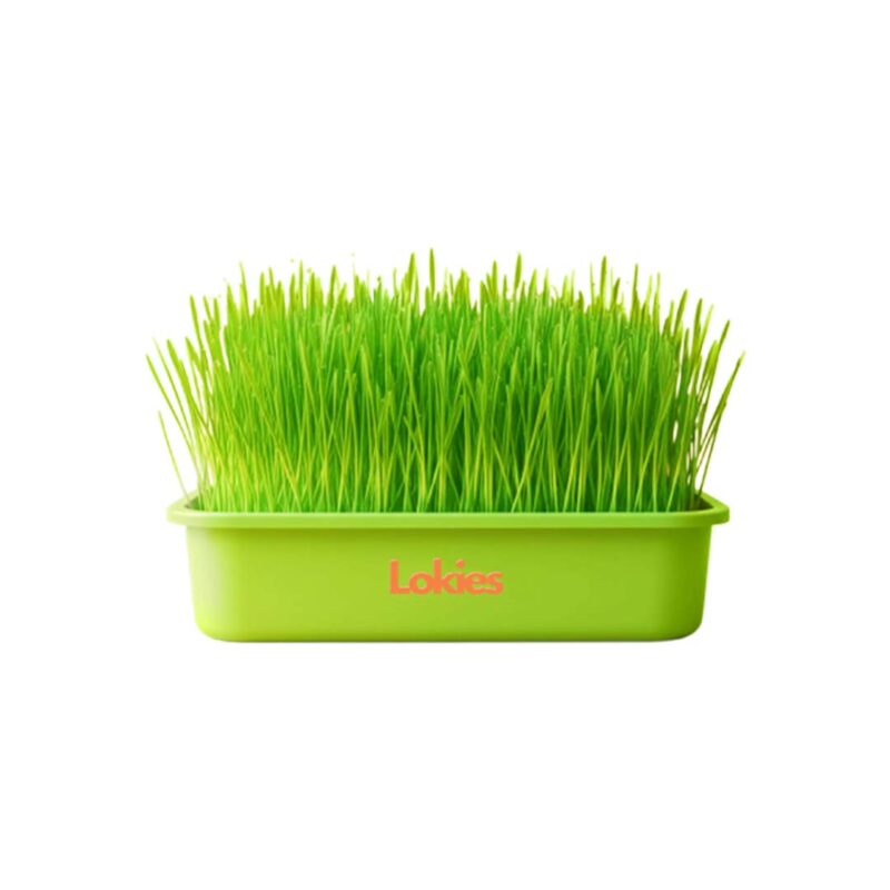 Lokies™ Cat Grass Self Grow Kit – Tray and Can Type, Natural Fresh Grass for Hairball & Digestion Care